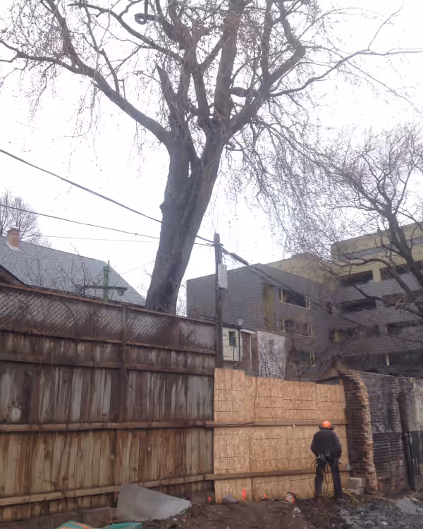 Arborist performing a nest clearance survey